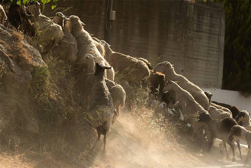 Pathologies infectieuses pulmonaires (zoonoses)